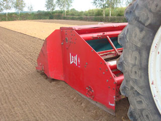 lely